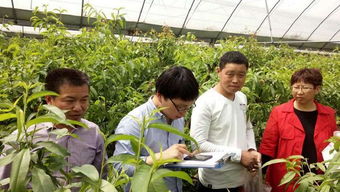 我縣順利完成省農(nóng)業(yè)廳第二次農(nóng)產(chǎn)品例行監(jiān)測抽樣工作