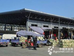 守護(hù)菜籃子安全 遼寧超半數(shù)蔬菜批發(fā)市場(chǎng)實(shí)施農(nóng)殘快速檢測(cè)